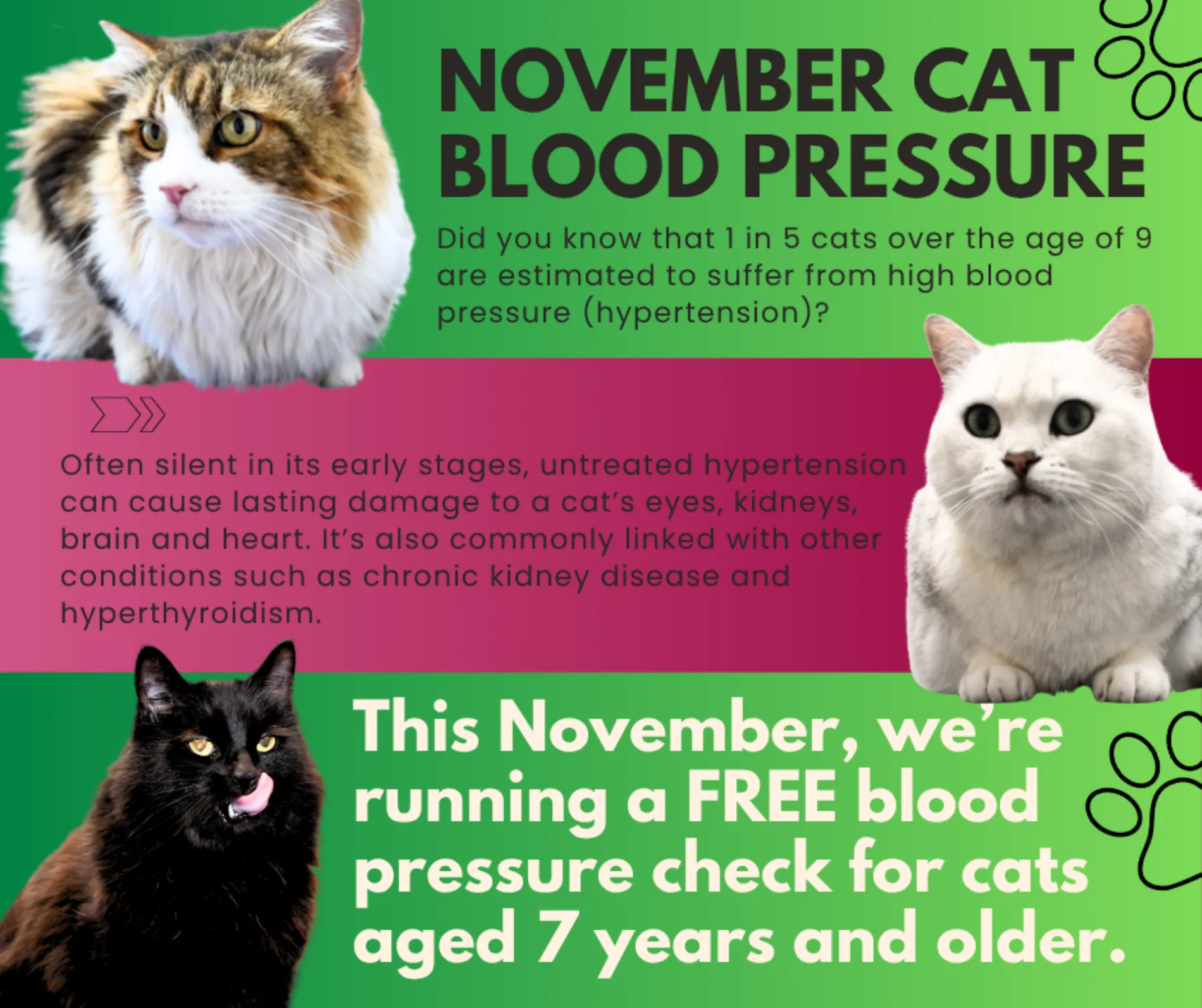 November Cat Blood Pressure Promotion Facebook