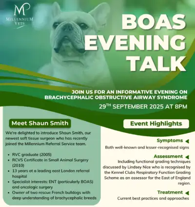 Boas Evening Flyer