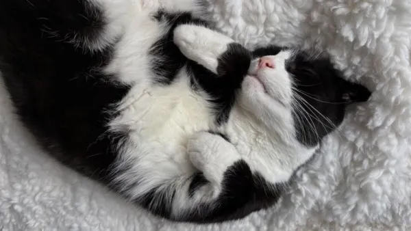 CUTE CAT SLEEPING