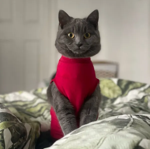 Cat in medical pet shirt