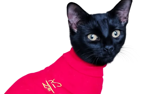 Cat in medical pet shirt landscape