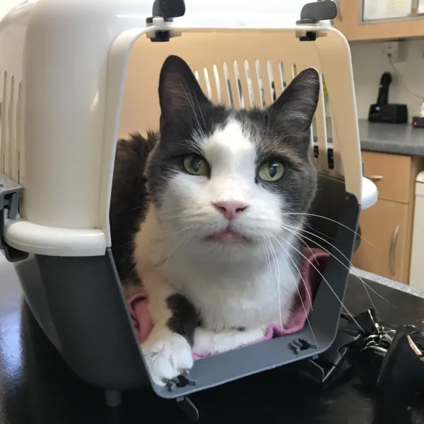 Cat in carrier