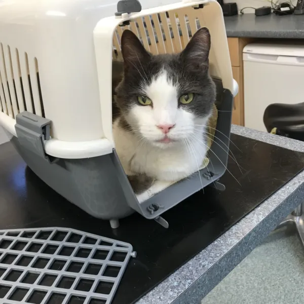 Cat in carrier 2
