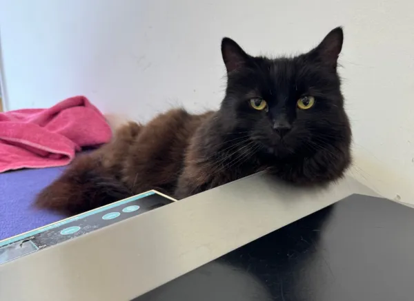Cat on table landscape