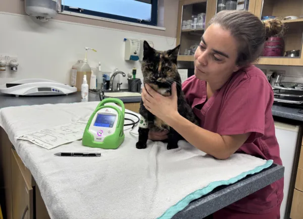 Cat Blood pressure 4