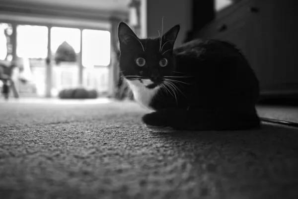 Cat in black and white