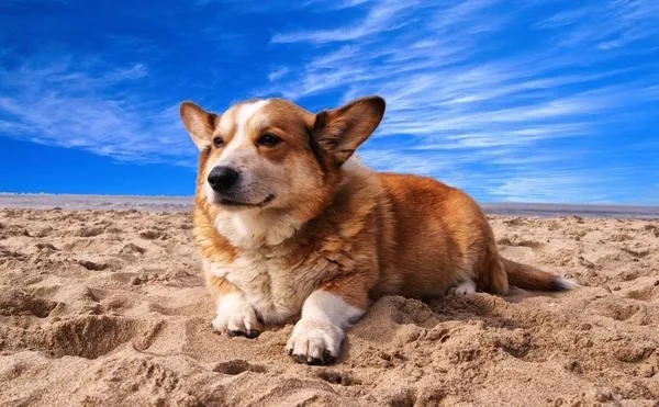 Animal beach canine