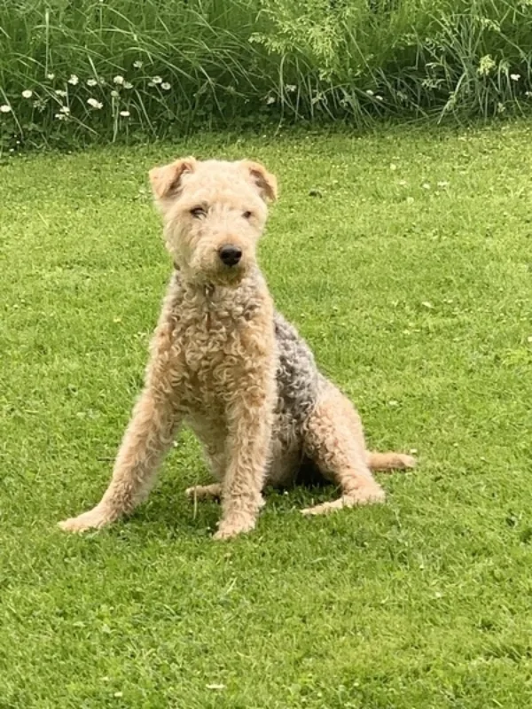 Molly dog