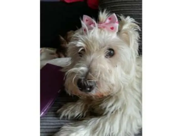 Hamish dog