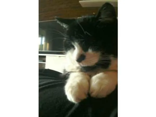Sparky cat