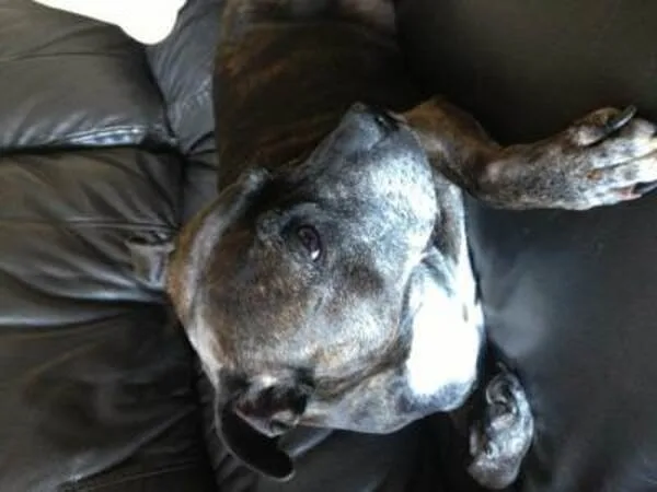 Holly dog