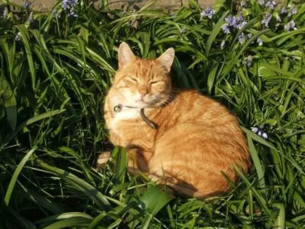 Morris cat