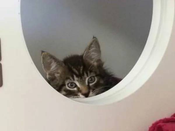 Transporting your cat