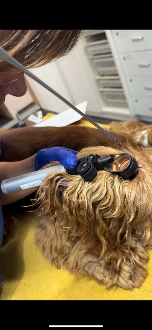 Grass seed removal from ear1