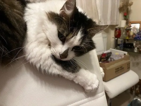 Fluffy Mathew