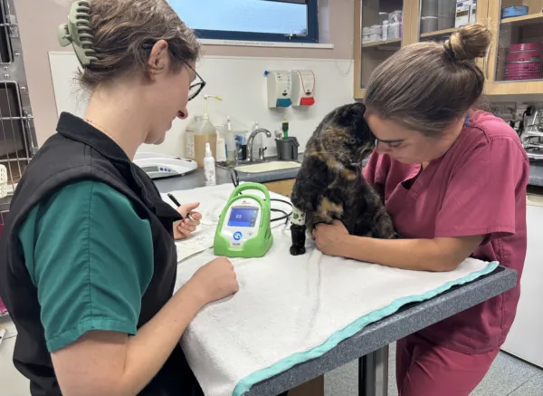 Cat Blood Pressure 1