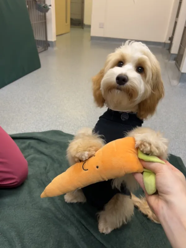 LAP SPAY CUTE PICTURE